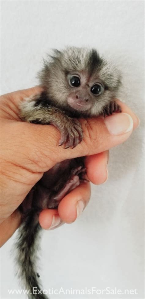 Cute male and female Marmoset finger Monkeys available. . Finger monkeys for sale in florida